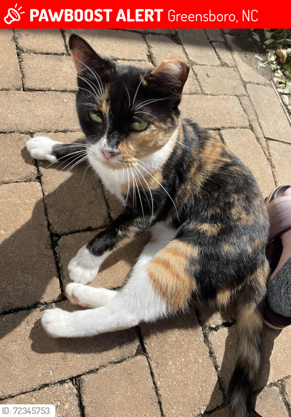 Lost Female Cat last seen Outside of Carolina Vet Specialists of Greensboro, entering sewer pipe behind Volkswagen dealership, Greensboro, NC 27409