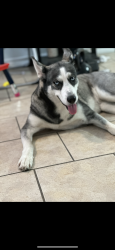 Lost Female Dog last seen Yorktown, Corpus Christi, TX 78414
