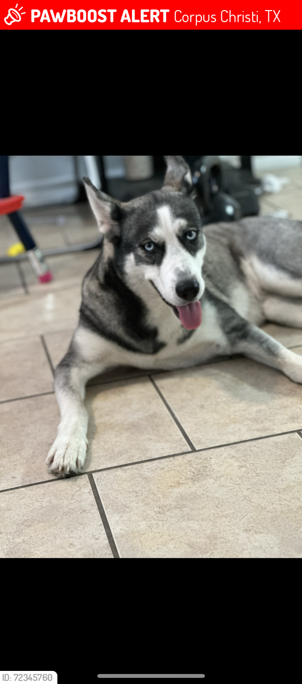 Lost Female Dog last seen Yorktown, Corpus Christi, TX 78414