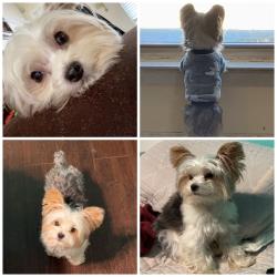 Lost Male Dog last seen Shiloh and W. Walnut, Garland, TX 75042