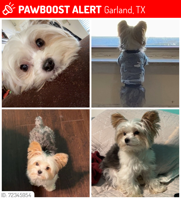Lost Male Dog last seen Shiloh and W. Walnut, Garland, TX 75042
