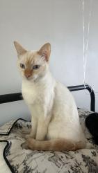 Lost Female Cat last seen Quinlan 2278/2276 , Quinlan, TX 75474