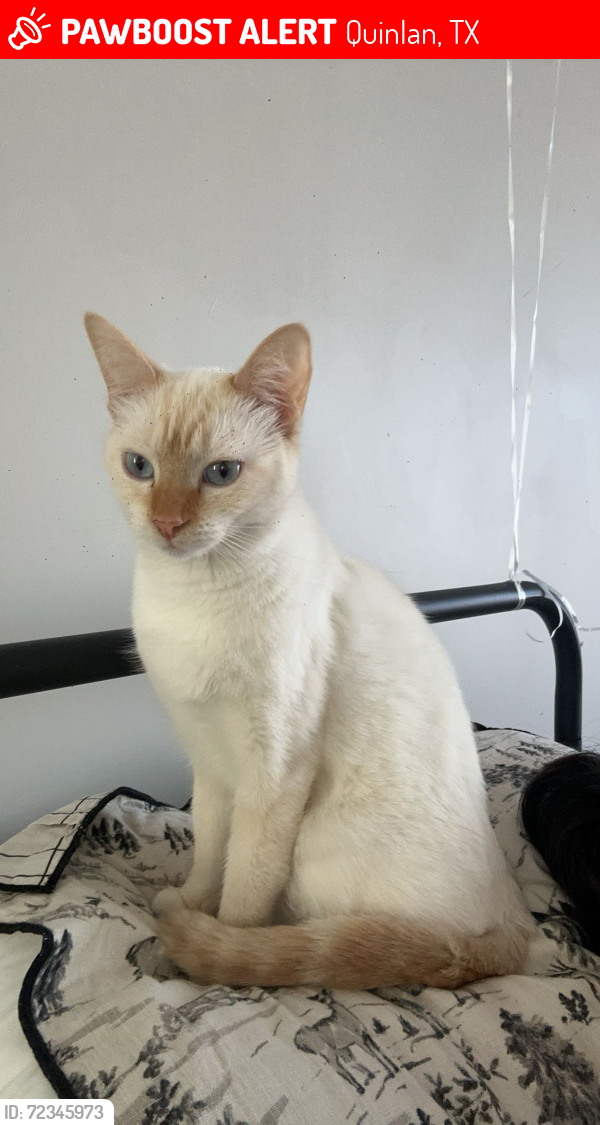Lost Female Cat last seen Quinlan 2278/2276 , Quinlan, TX 75474