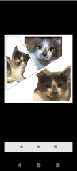 Lost Male Cat last seen Houston Street, Visalia, CA 93291