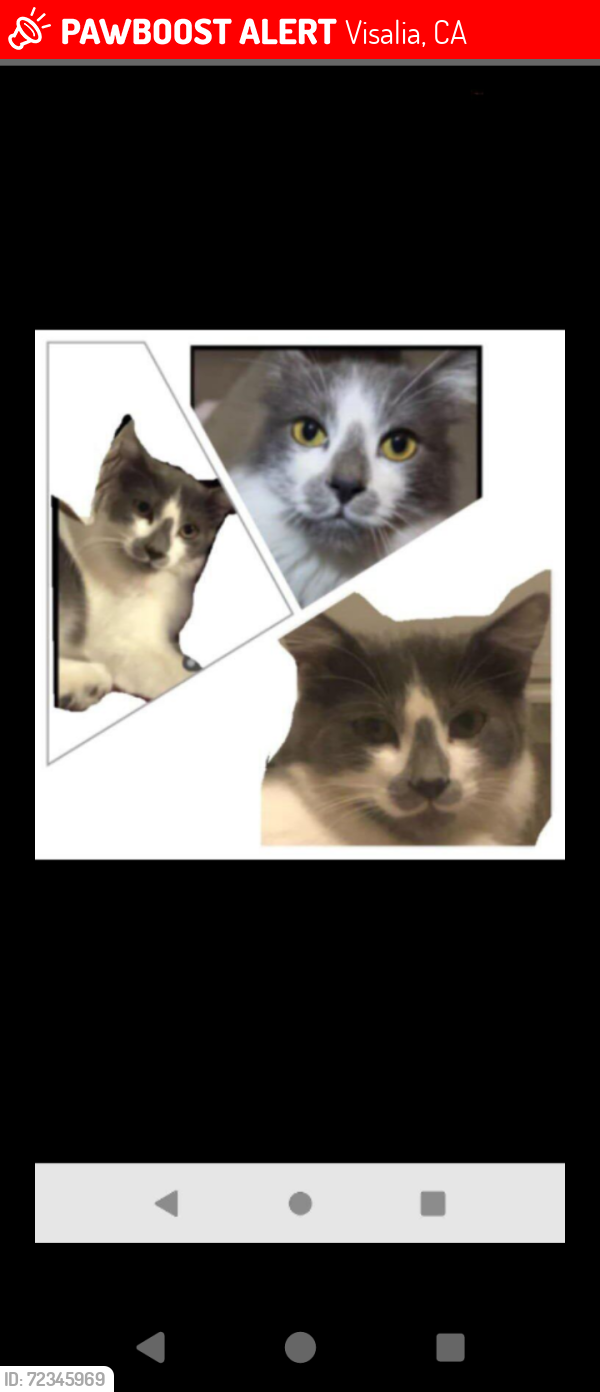 Lost Male Cat last seen Houston Street, Visalia, CA 93291