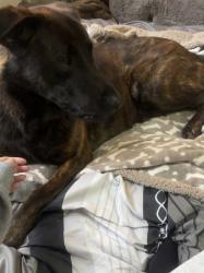 Lost Male Dog last seen Bordesley Green Road, West Midlands, England B9 5EX
