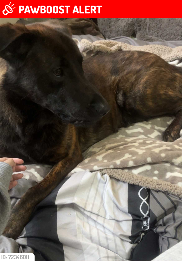 Lost Male Dog last seen Bordesley Green Road, West Midlands, England B9 5EX