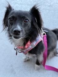 Lost Female Dog last seen Eulid/Waverly, Tucson, AZ 85719