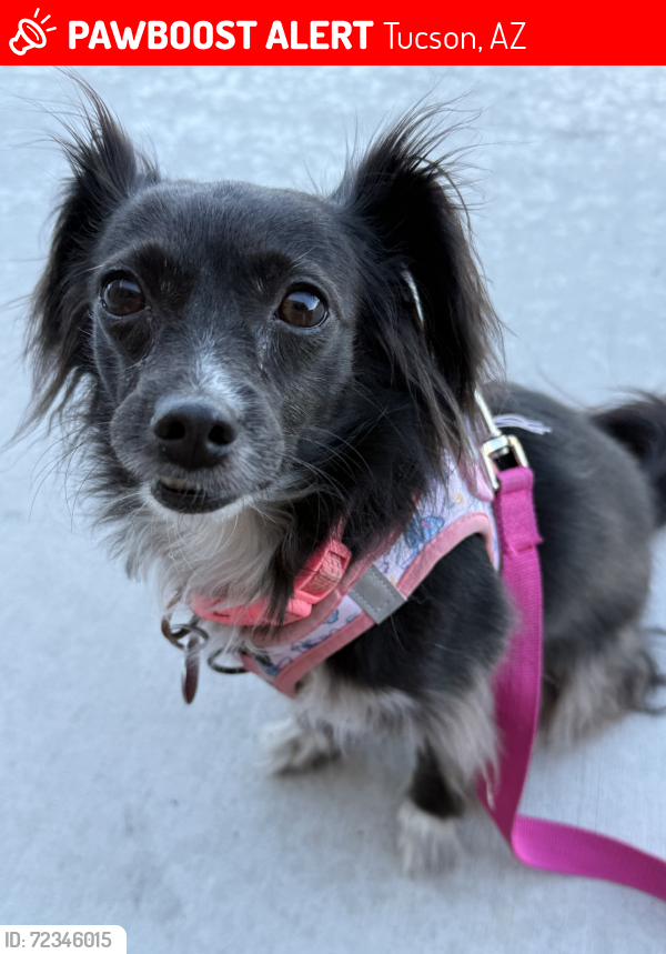 Lost Female Dog last seen Eulid/Waverly, Tucson, AZ 85719