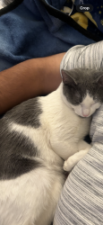 Lost Female Cat last seen Old anderson rd, Martinez, GA 30907
