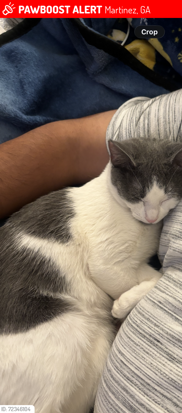 Lost Female Cat last seen Old anderson rd, Martinez, GA 30907
