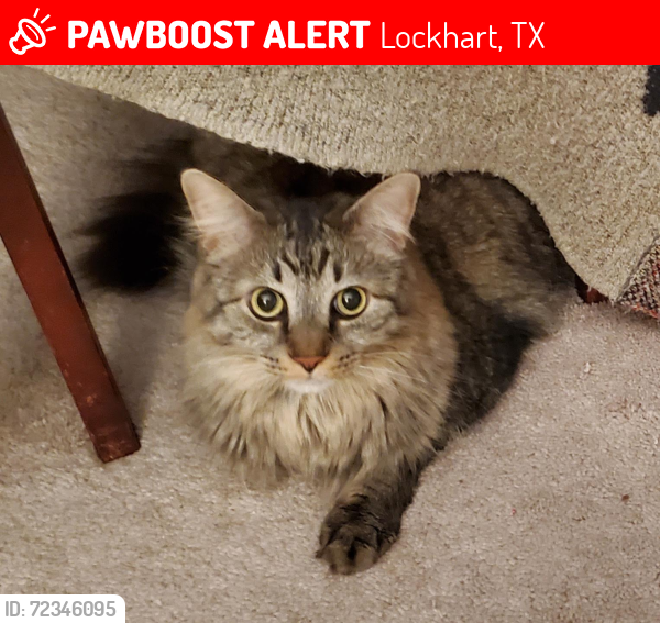 Lost Male Cat last seen Trinity Circle, Lockhart, TX 78644