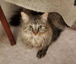 Lost Male Cat last seen Trinity Circle, Lockhart, TX 78644