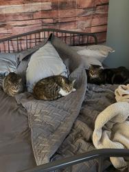 Lost Female Cat last seen Genoa, Monrovia, CA 91016