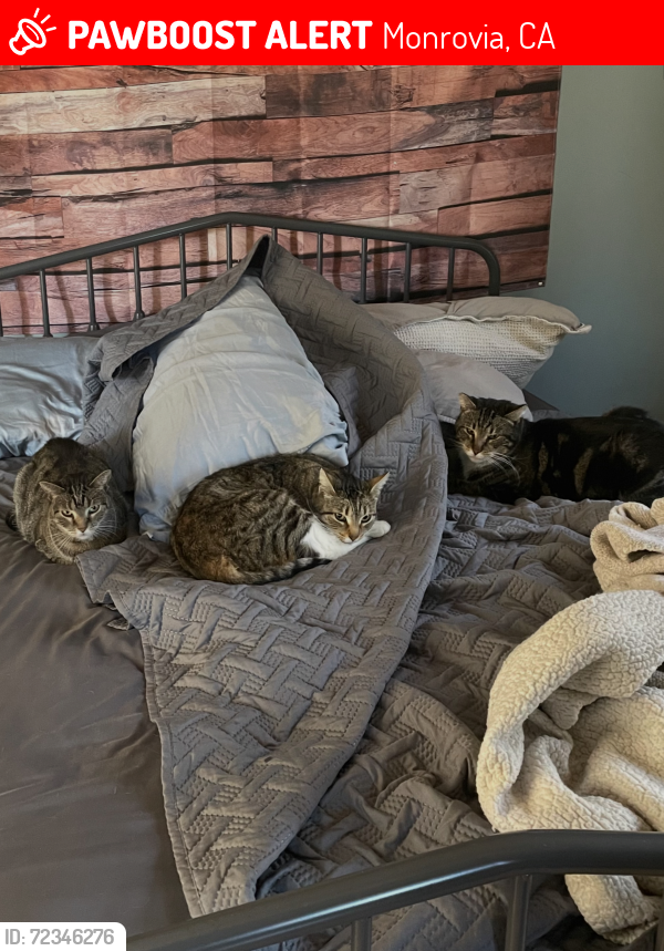 Lost Female Cat last seen Genoa, Monrovia, CA 91016