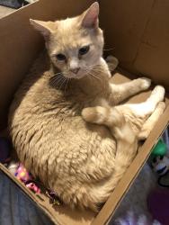 Lost Male Cat last seen Red Stone Dr., 40509, Lexington, KY 40509