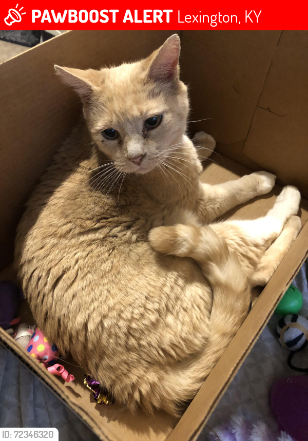 Lost Male Cat last seen Red Stone Dr., 40509, Lexington, KY 40509