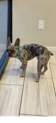 Lost Male Dog last seen Pecos and tropical parkway, North Las Vegas, NV 89081