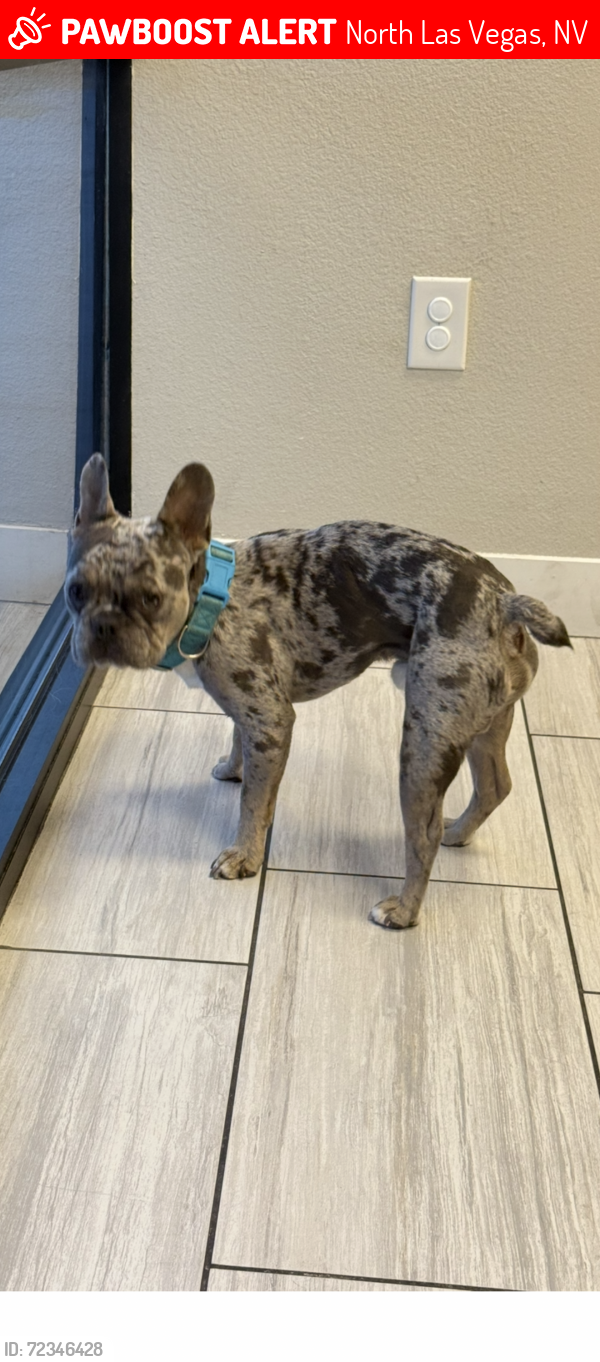 Lost Male Dog last seen Pecos and tropical parkway, North Las Vegas, NV 89081