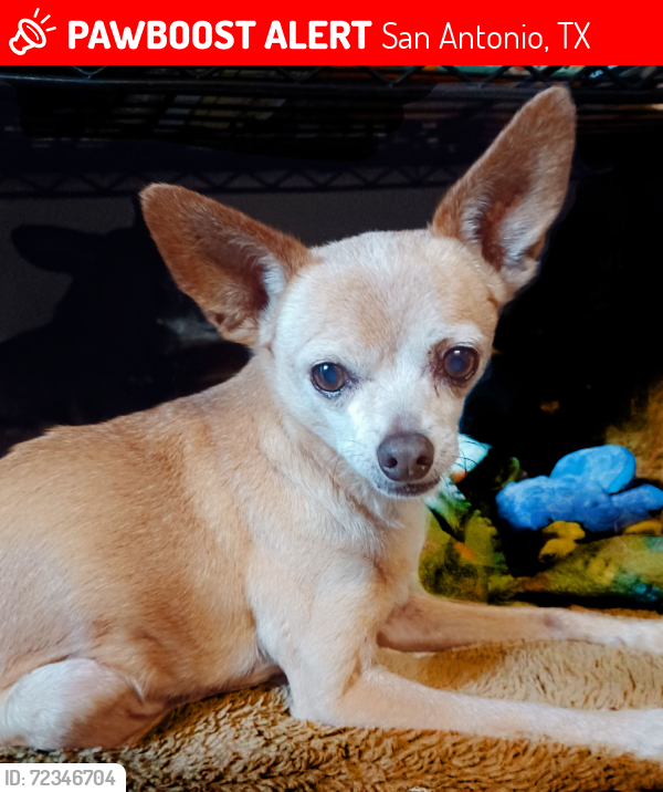 Lost Female Dog last seen Dartmouth & N San Joaquin Ave, San Antonio, TX 78237