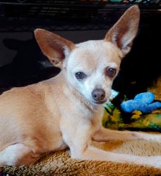 Lost Female Dog last seen Dartmouth & N San Joaquin Ave, San Antonio, TX 78237