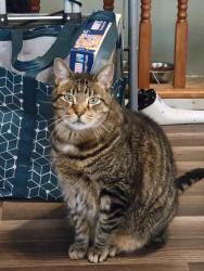 Lost Male Cat last seen Between Ashburner and blakiston, Philadelphia, PA 19136