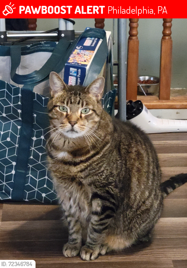 Lost Male Cat last seen Between Ashburner and blakiston, Philadelphia, PA 19136