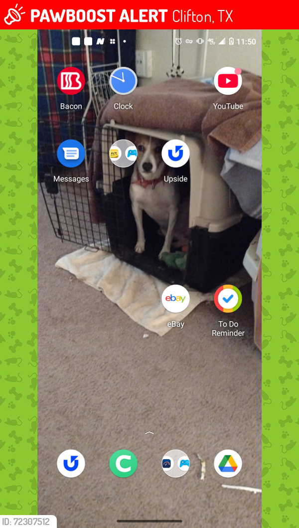 Lost Male Dog last seen Near hickleberry Street , Clifton, TX 76634