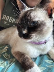 Lost Female Cat last seen Near caminito secoya, San Diego, CA 92154