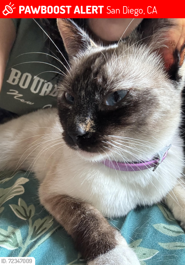 Lost Female Cat last seen Near caminito secoya, San Diego, CA 92154