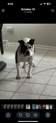 Lost Male Dog last seen Calumet/kingdrive, Chicago, IL 60617