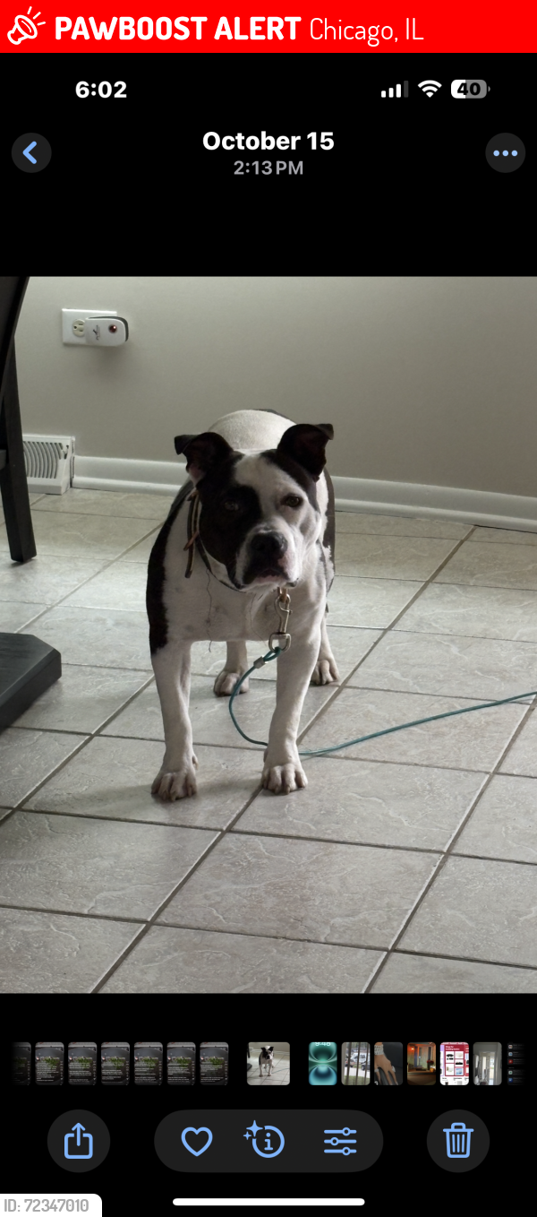 Lost Male Dog last seen Calumet/kingdrive, Chicago, IL 60617