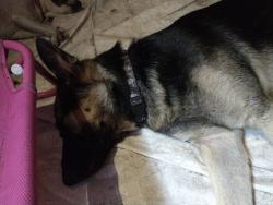 Lost Female Dog last seen Citrus way, Brooksville, FL 34614