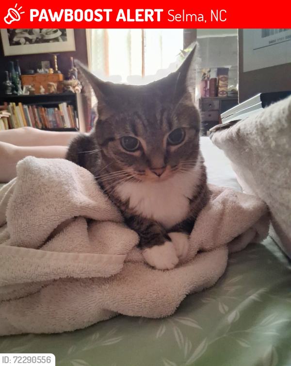 Lost Female Cat last seen Pollock and W. Elizabeth St., Selma, NC 27576