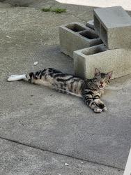Lost Male Cat last seen Near Ridgemont Dr. Oakland California 94619, Oakland, CA 94619