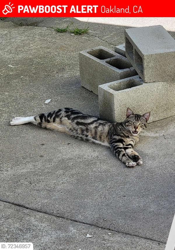 Lost Male Cat last seen Near Ridgemont Dr. Oakland California 94619, Oakland, CA 94619