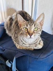 Lost Female Cat last seen Lakewood Park, Lakehills, Lakehills, TX 78063