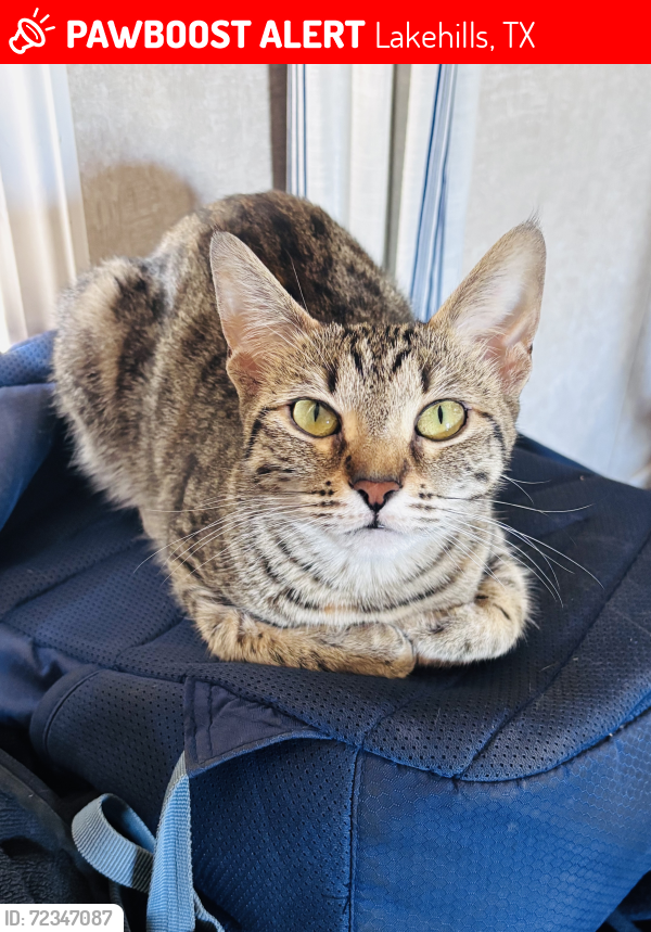 Lost Female Cat last seen Lakewood Park, Lakehills, Lakehills, TX 78063