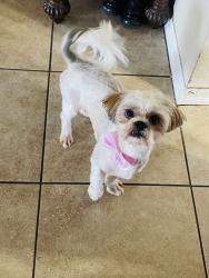 Lost Female Dog last seen Near w Campbell ave, Phoenix, AZ 85037