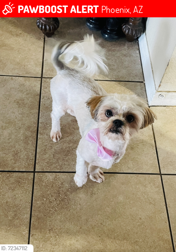 Lost Female Dog last seen Near w Campbell ave, Phoenix, AZ 85037