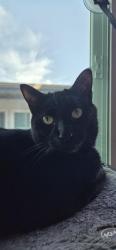 Lost Male Cat last seen W Victoria Ave, Montebello, CA 90640