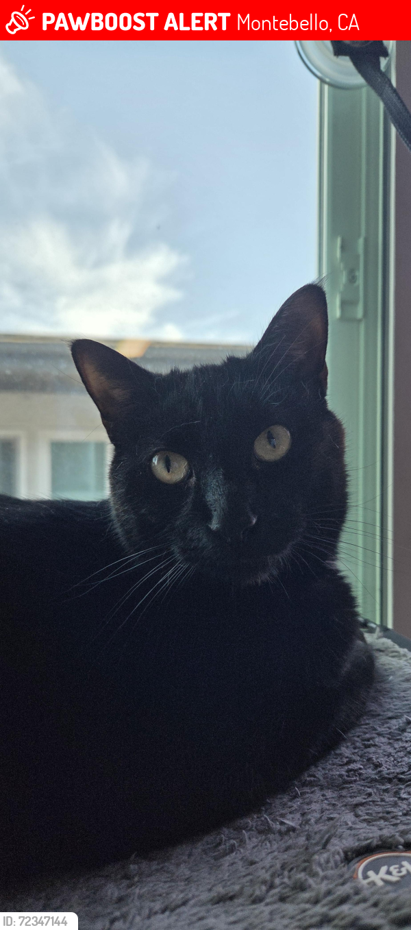 Lost Male Cat last seen W Victoria Ave, Montebello, CA 90640