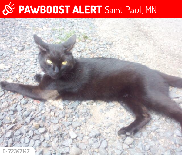 Lost Female Cat last seen By the Arby’s on University and Prior , Saint Paul, MN 55104