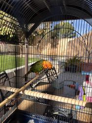 Lost Unknown Bird last seen Bradford / firma ct, Los Angeles, CA 91344