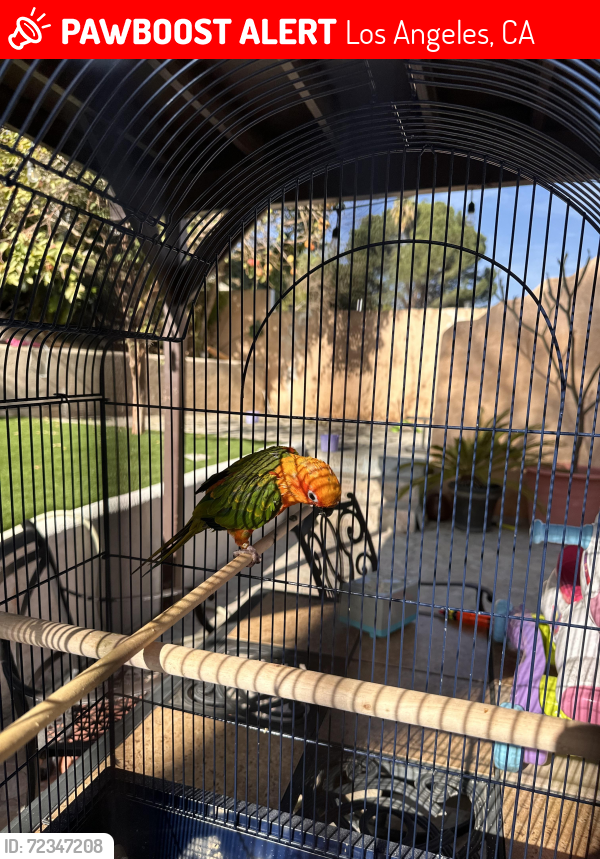 Lost Unknown Bird last seen Bradford / firma ct, Los Angeles, CA 91344