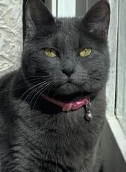 Lost Female Cat last seen unknown, Royal Oak, MI 48067