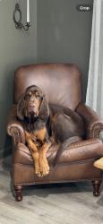 Lost Male Dog last seen Garrett Rd and Magra Rd, Gold Run CA , Placer County, CA 95717