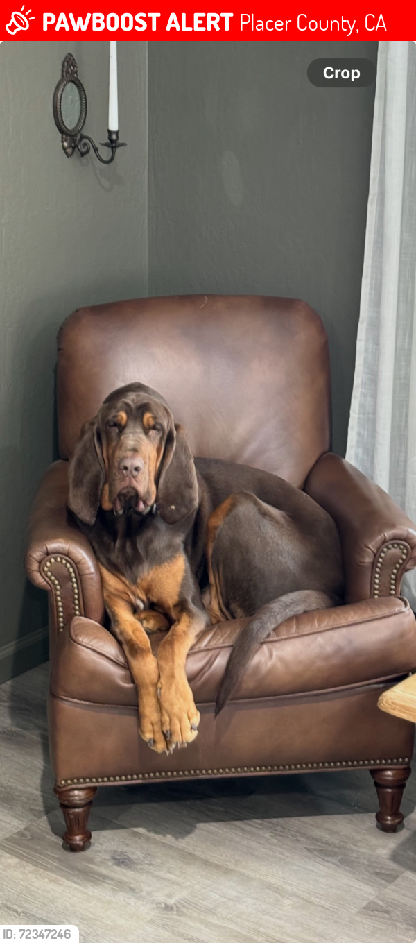 Lost Male Dog last seen Garrett Rd and Magra Rd, Gold Run CA , Placer County, CA 95717