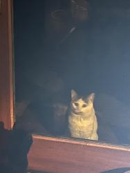 Found/Stray Unknown Cat last seen Dumetz and San Felixano, Los Angeles, CA 91364