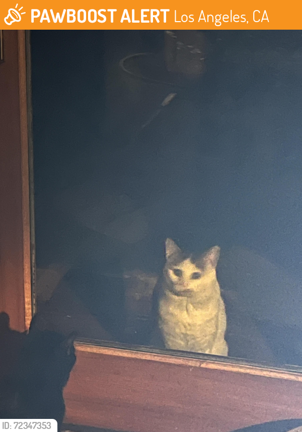 Found/Stray Unknown Cat last seen Dumetz and San Felixano, Los Angeles, CA 91364
